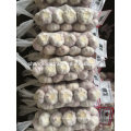 Normal white garlic 10kg per carton 2017 China Jinxiang fresh garlic